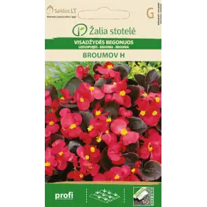 Бегония Брумов F1 / Begonia semperflorens hort.