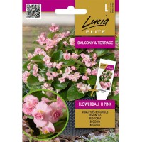 Бегония Вечноцъфтящата Розова Flowerball F1 / Begonia semperflorens hort