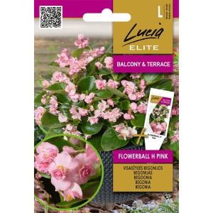 Бегония Вечноцъфтящата Розова Flowerball F1 / Begonia semperflorens hort