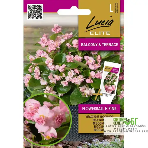 Бегония Розова Flowerball F1 / Begonia semperflorens hort Бегония Розова Flowerball F1 / Begonia semperflorens hort