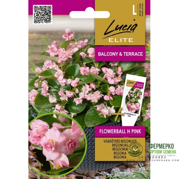Бегония Розова Flowerball F1 Begonia semperflorens hort