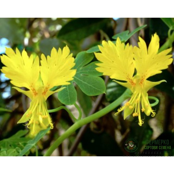 Настурция Канарче Tropaeolum peregrinum