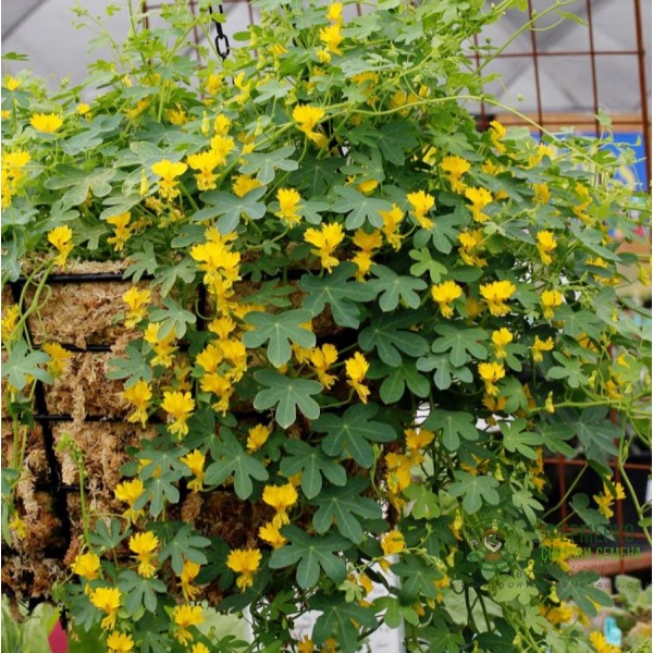 Настурция Канарче Tropaeolum peregrinum