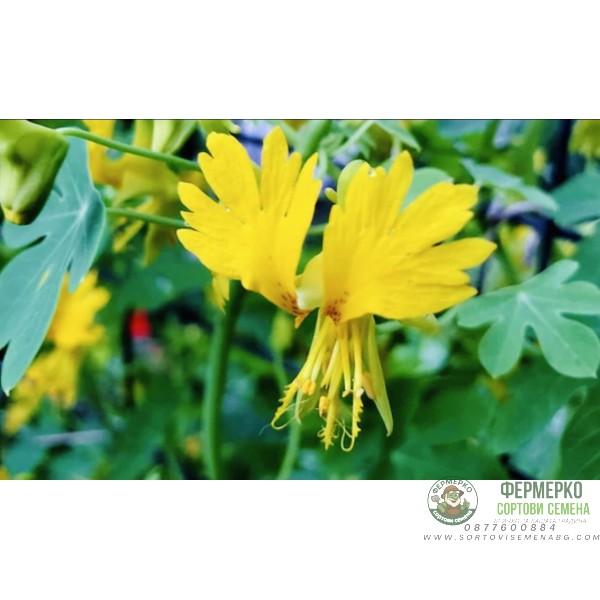 Настурция Канарче Tropaeolum peregrinum