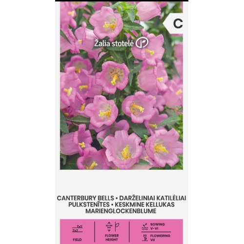 Кампанула Камбани Кентербъри / Campanula medium