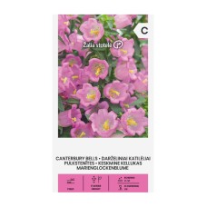 Кампанула Камбани Кентербъри Campanula medium