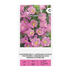 Кампанула Камбани Кентербъри Campanula medium