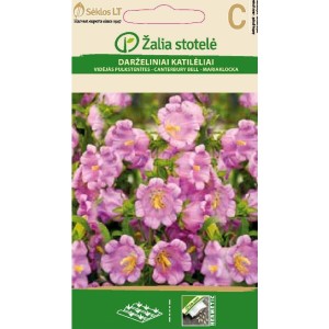 Кампанула Камбани Кентербъри / Campanula medium