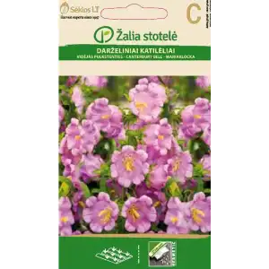 Кампанула Камбани Кентербъри / Campanula medium