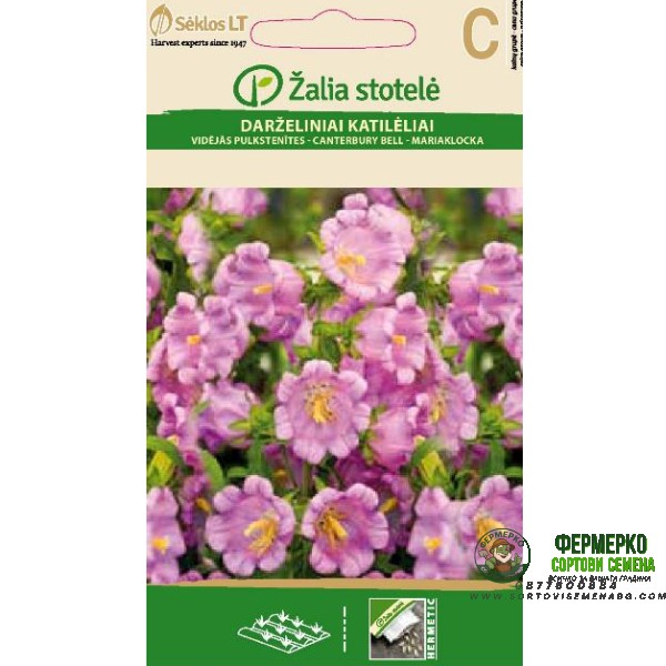 Кампанула Камбани Кентербъри Campanula medium