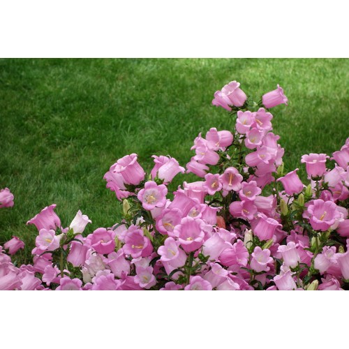 Кампанула Камбани Кентербъри / Campanula medium