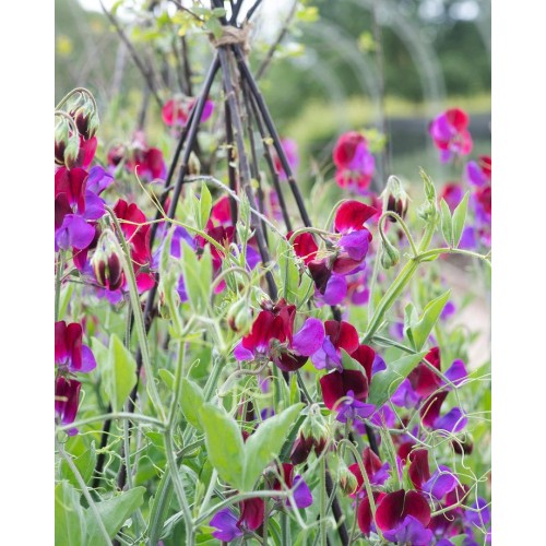 Латирус Микс Бижу / Lathyrus Bijou