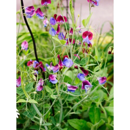 Латирус Микс Бижу / Lathyrus Bijou