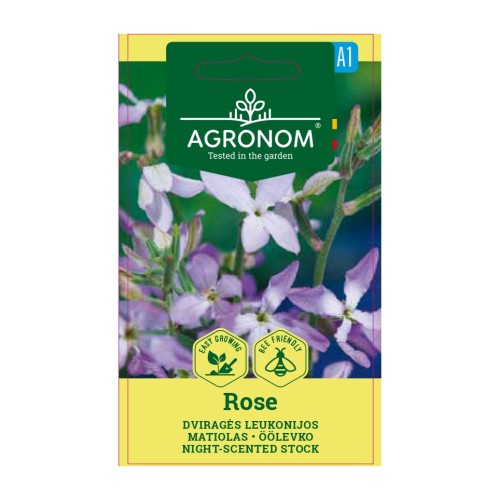 Матиола / Matthiola bicornis (Sibth et Sm) DC Rose