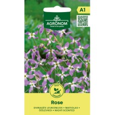 Матиола Matthiola bicornis (Sibth et Sm) DC Rose