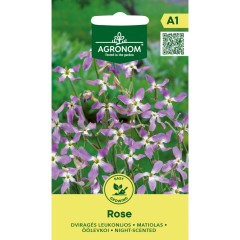 Матиола Matthiola bicornis (Sibth et Sm) DC Rose