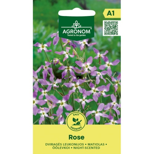 Матиола / Matthiola bicornis (Sibth et Sm) DC Rose