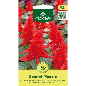 Салвия Скарлет Пиколо / Salvia splendens Sellow ex Schult Scarlet Piccolo