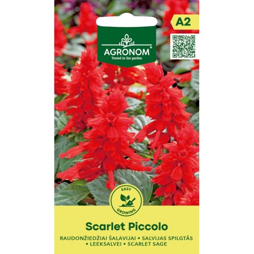 Салвия Скарлет Пиколо / Salvia splendens Sellow ex Schult Scarlet Piccolo