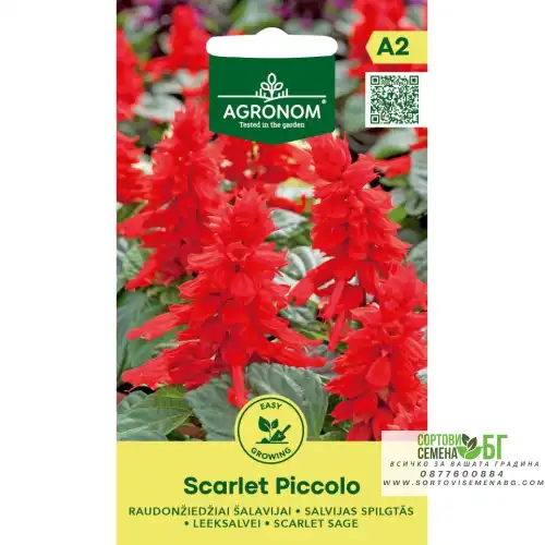Салвия Скарлет Пиколо / Salvia splendens Sellow ex Schult Scarlet Piccolo Салвия Скарлет Пиколо / Salvia splendens Sellow ex Schult Scarlet Piccolo