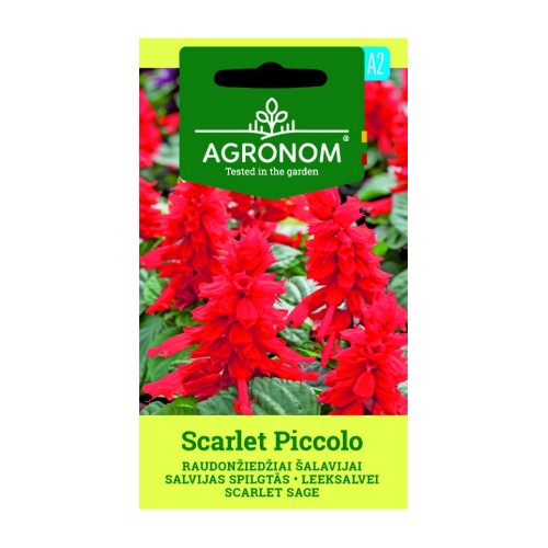 Салвия Скарлет Пиколо / Salvia splendens Sellow ex Schult Scarlet Piccolo