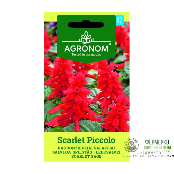Салвия Скарлет Пиколо Salvia splendens Sellow ex Schult Scarlet Piccolo Салвия Скарлет Пиколо Salvia splendens Sellow ex Schult Scarlet Piccolo