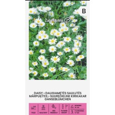 Бели Парички Bellis perennis