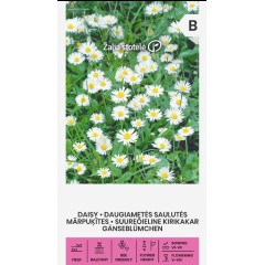 Бели Парички Bellis perennis
