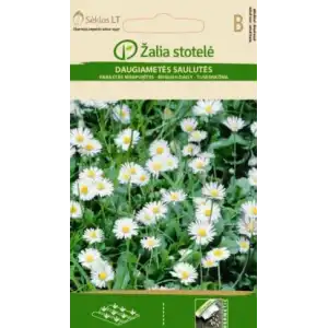 Бели Парички / Bellis perennis