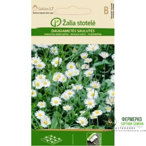 Бели Парички / Bellis perennis
