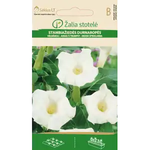 Датура Бяла / Datura metel