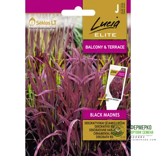 Декоративен Ориз Черен мед / Oryza sativa