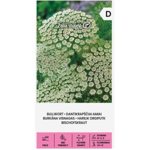 Епископска трева Bullwort / Ammi visnaga