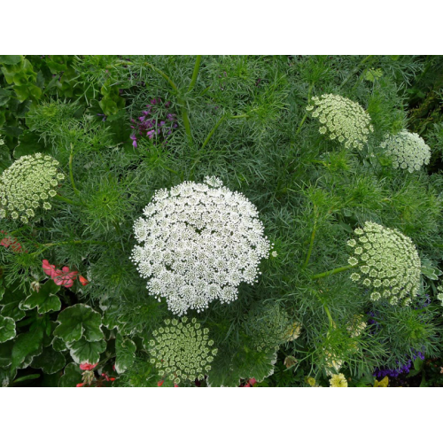 Епископска трева Bullwort / Ammi visnaga