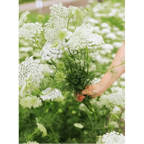Епископска трева Bullwort / Ammi visnaga