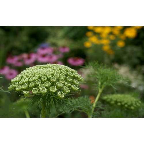 Епископска трева Bullwort / Ammi visnaga