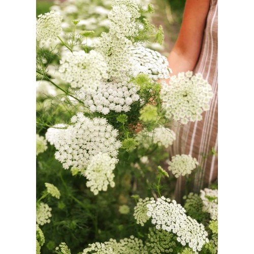 Епископска трева Bullwort / Ammi visnaga