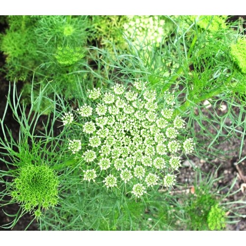 Епископска трева Bullwort / Ammi visnaga