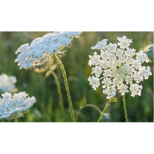 Епископска трева Bullwort / Ammi visnaga
