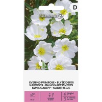 Вечерна Бяла Иглика / Oenothera pallida