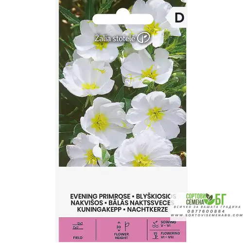 Вечерна Бяла Иглика / Oenothera pallida Вечерна Бяла Иглика / Oenothera pallida
