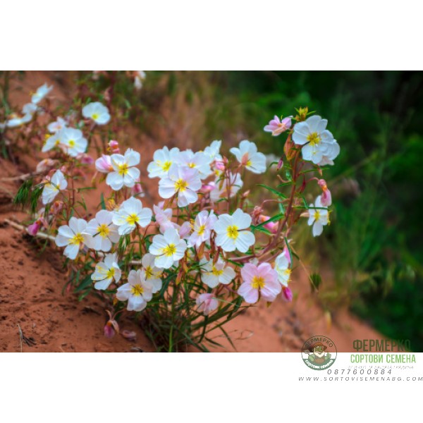 Вечерна Бяла Иглика Oenothera pallida Вечерна Бяла Иглика Oenothera pallida