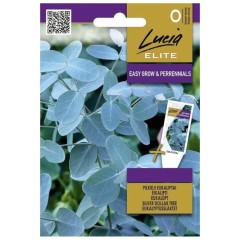 Евкалипт Сребрист Eucalyptus cinerea