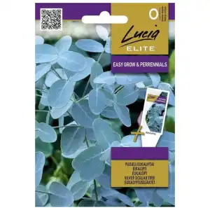 Евкалипт Сребрист Eucalyptus cinerea