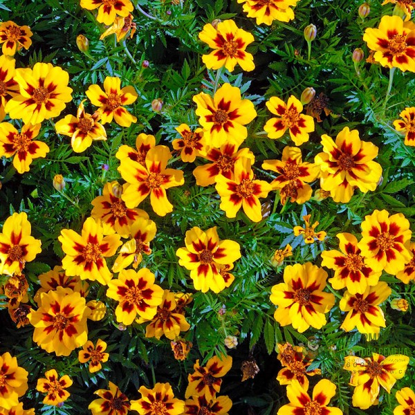 Тагетес Палава Мариета Tagetes patula Naughty Marietta