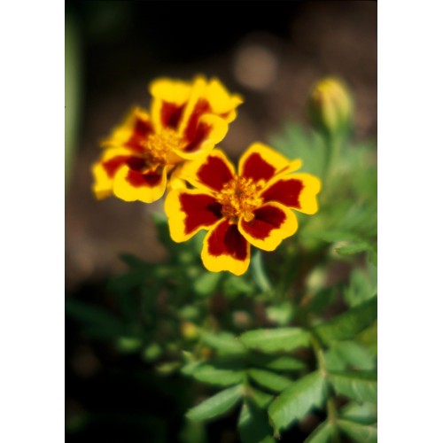 Тагетес (Френски Невен) Палава Мариета / Tagetes patula