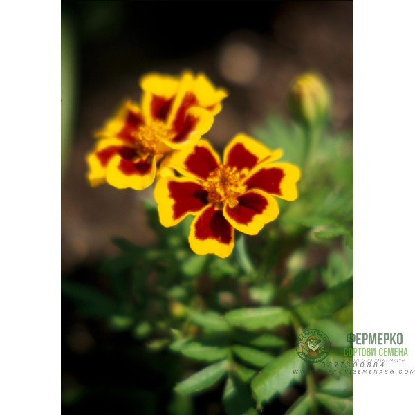 Тагетес Палава Мариета Tagetes patula Naughty Marietta