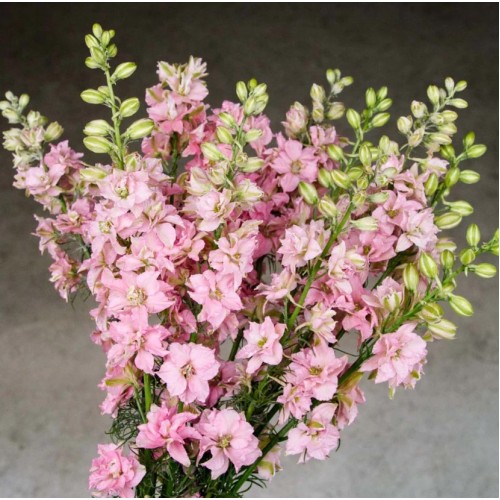 Делфиниум Гигант Розова кралица / Giant Larkspur Rose queen