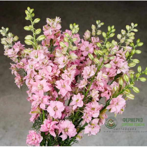 Делфиниум Гигант Розова кралица Giant Larkspur Rose queen