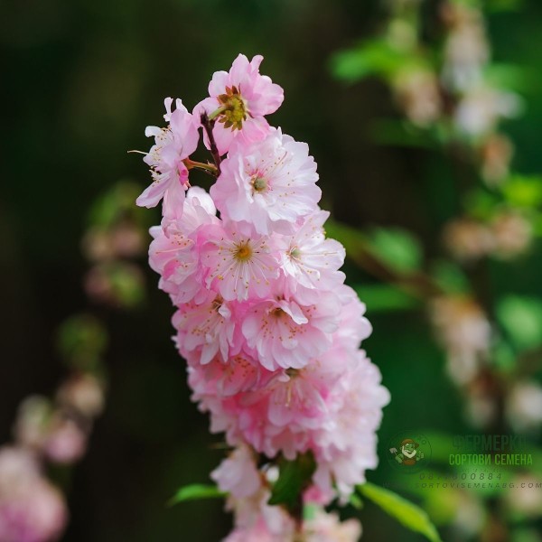 Делфиниум Гигант Розова кралица Giant Larkspur Rose queen